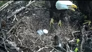 The stork brings an bald eaglet to the National Arboretum