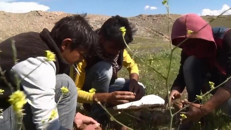 Yazidis of Iraq turn to truffles for survival image