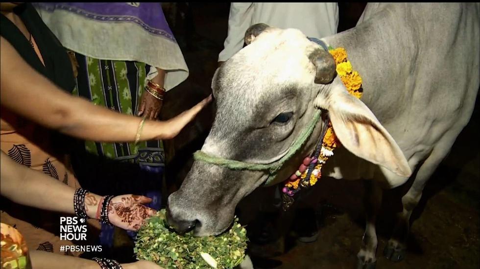 In cow-worshipping India, beef stirs up vigilante violence image