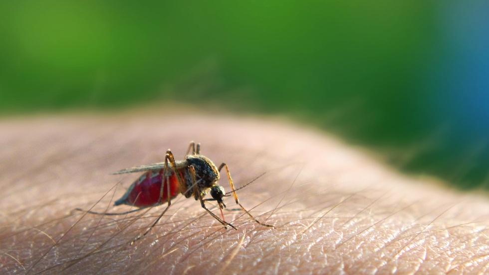 Is a perfect storm of Zika conditions coming to the U.S.? image