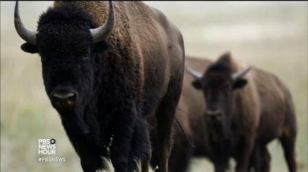 Video thumbnail: PBS NewsHour Honoring the bison as America’s national mammal