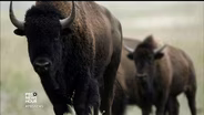 Honoring the bison as America’s national mammal