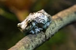 Why the Amazon milk frog is the world’s greatest gymnast