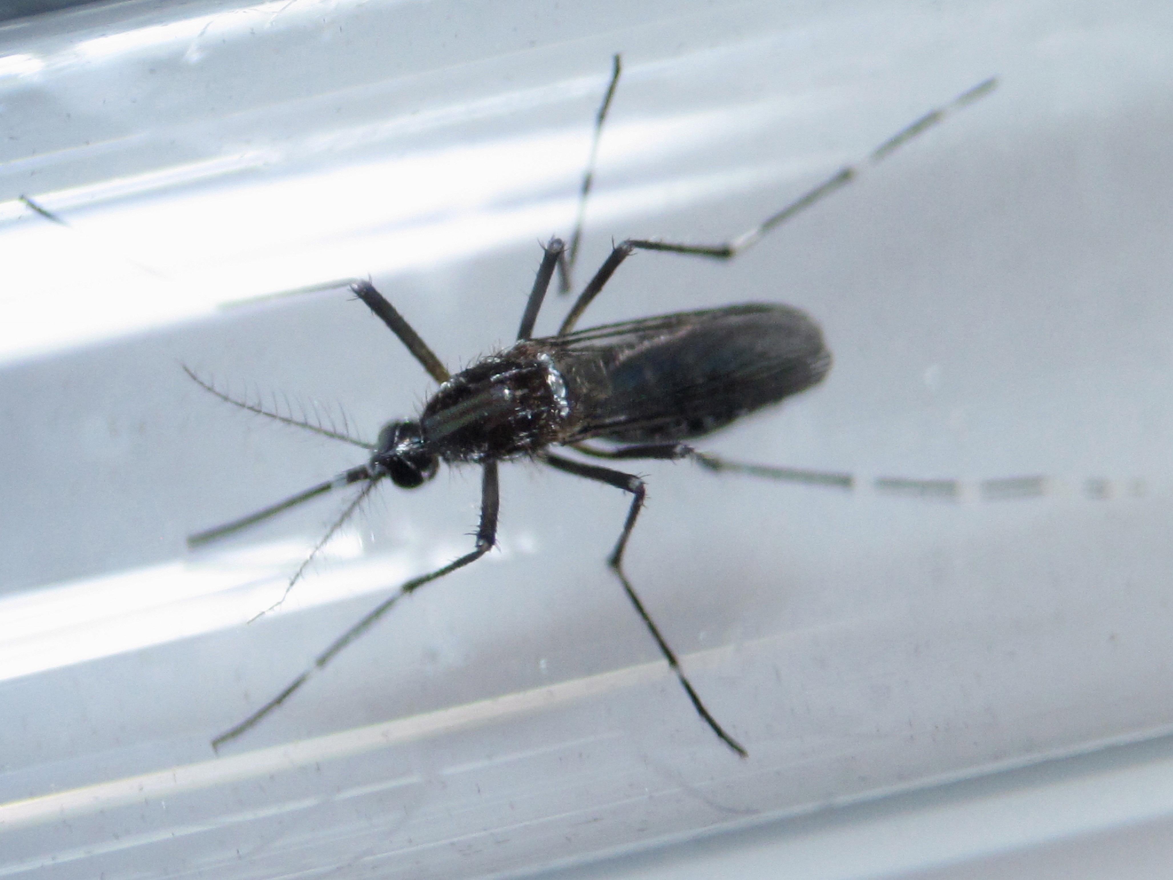 On the front line of Puerto Rico’s war on Zika