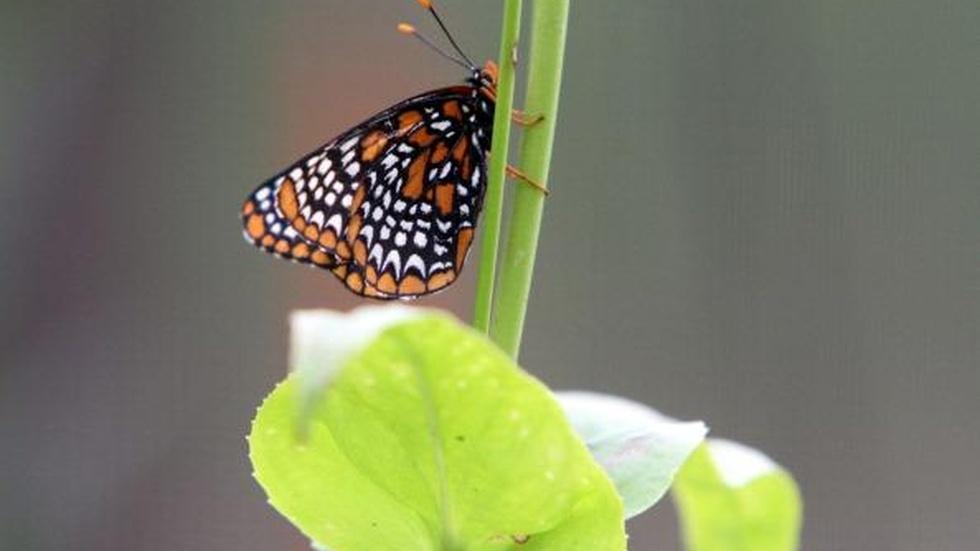 Endangered butterfly finds salvation in a women’s prison image