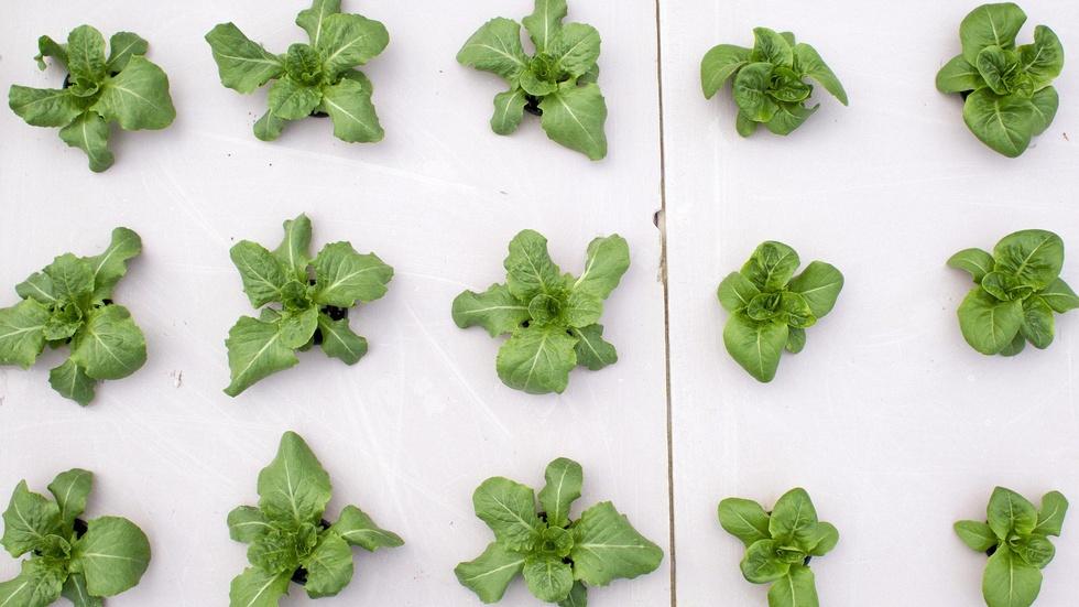 The secret life of plants and ‘Lab Girl’ author Hope Jahren image