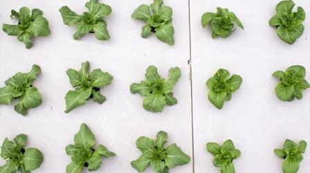 Video thumbnail: PBS NewsHour The secret life of plants and ‘Lab Girl’ author Hope Jahren