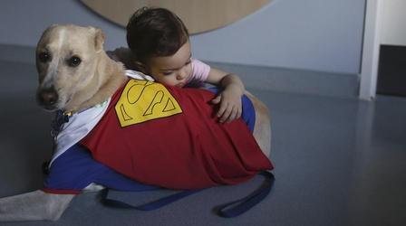 Video thumbnail: PBS NewsHour 'Courtroom dogs' help child crime victims tell their stories
