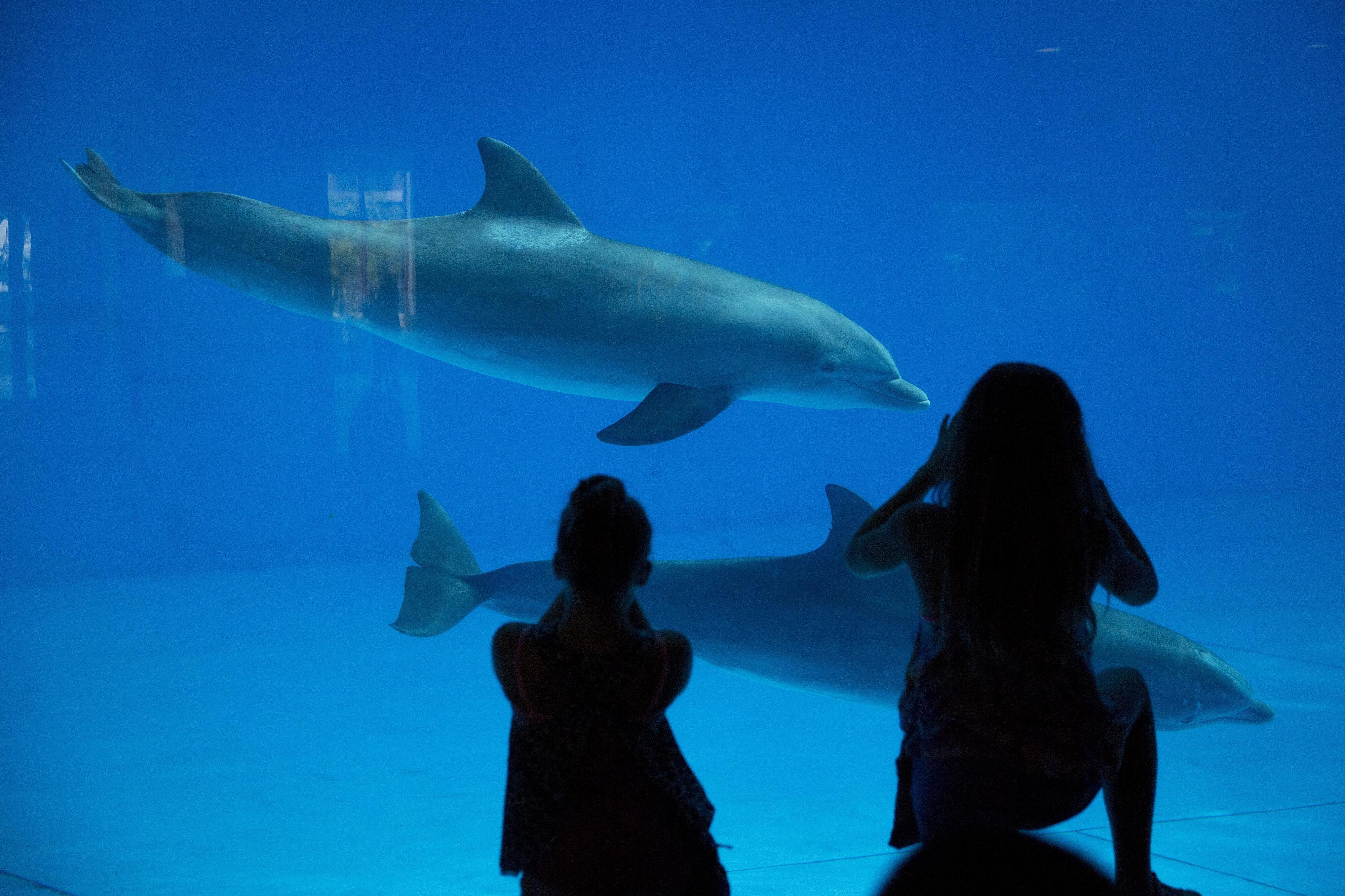 Dolphins moving from concrete tanks to seaside sanctuary
