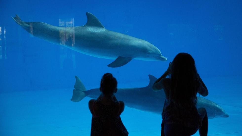 Dolphins moving from concrete tanks to seaside sanctuary image