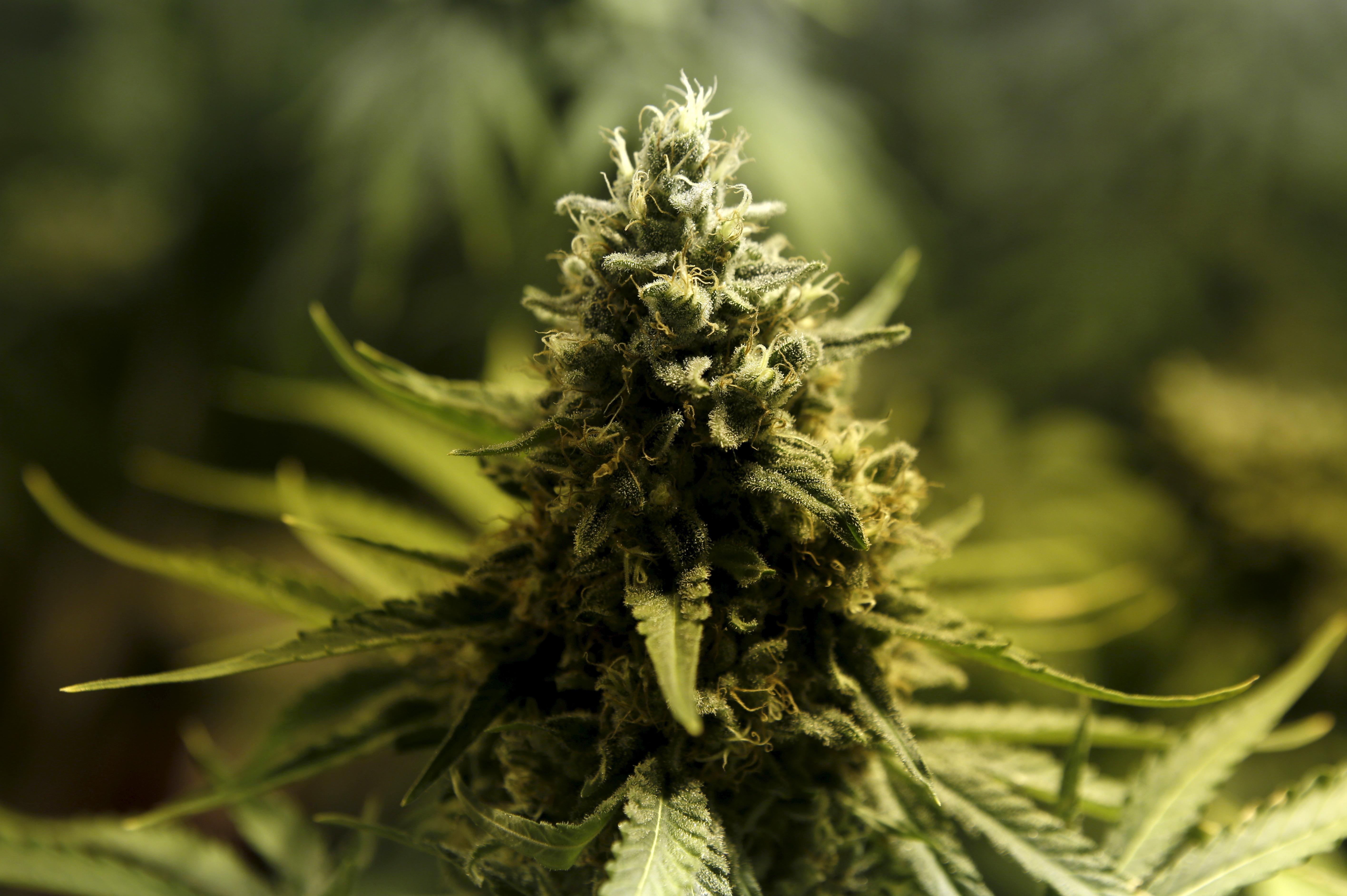 For some NFL players, ban on medical marijuana is real pain
