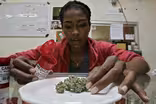 Medical marijuana research comes out of the shadows