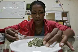 Medical marijuana research comes out of the shadows