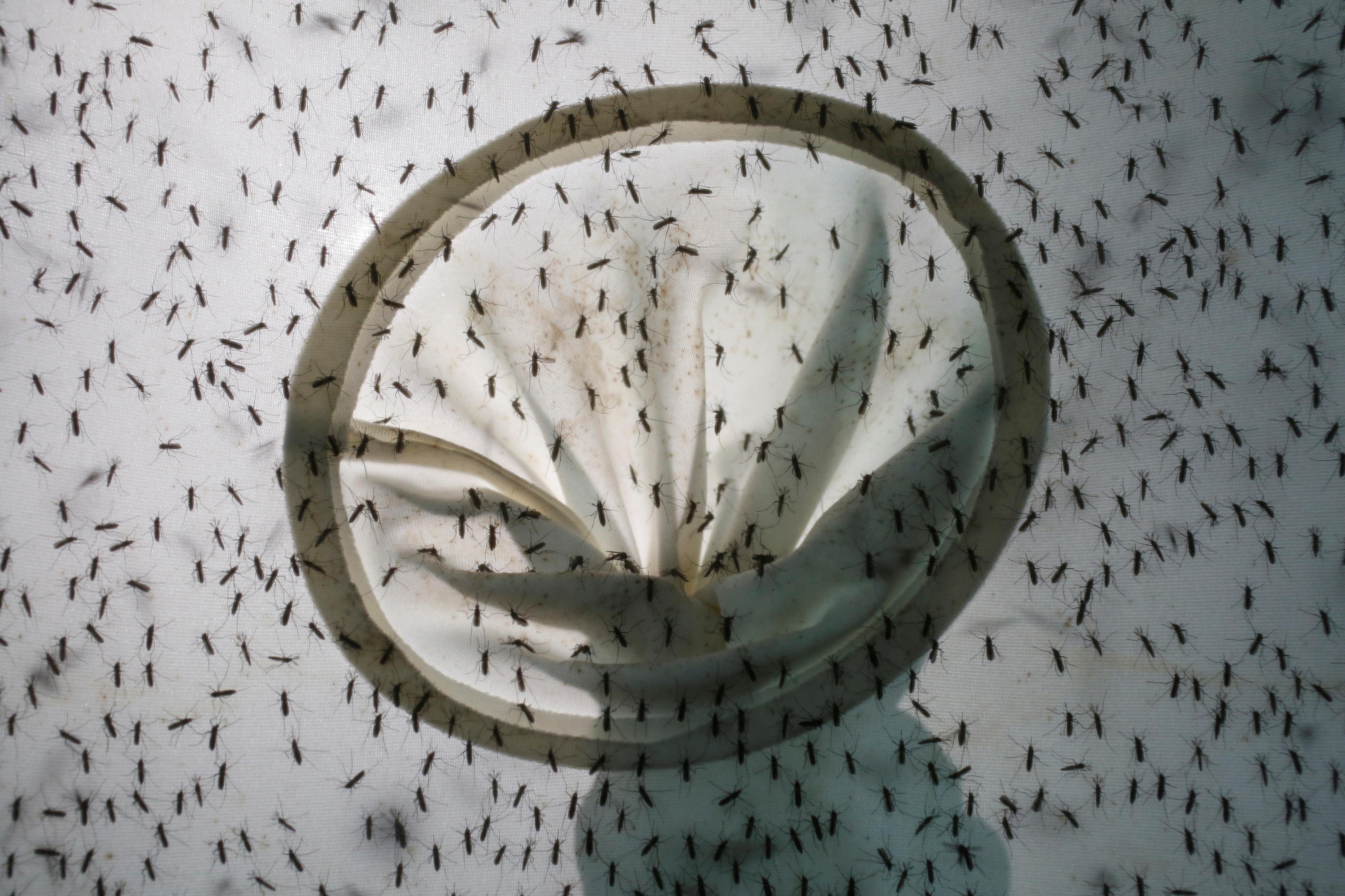 What Miami-Dade County is doing about Zika