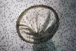 What Miami-Dade County is doing about Zika