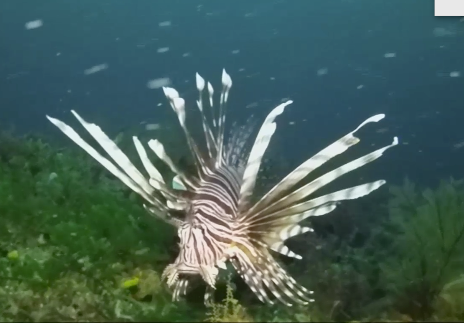 How Florida is handling invasive lionfish