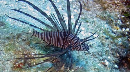 Video thumbnail: PBS NewsHour How scientists aim to combat the invasive lionfish