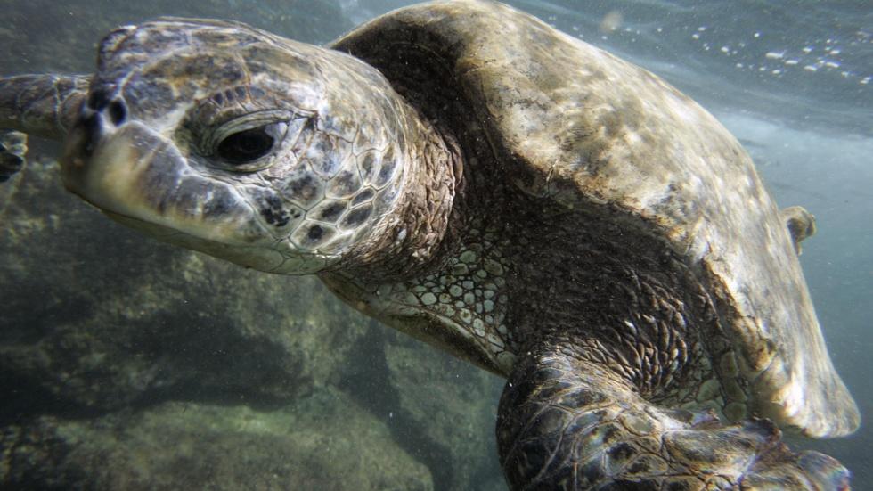Obama to make marine preserve largest in the world image