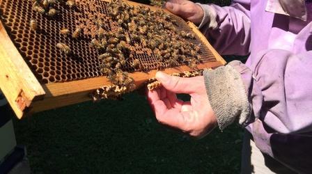 Video thumbnail: PBS NewsHour Why urban beekeeping is a rising trend in major cities