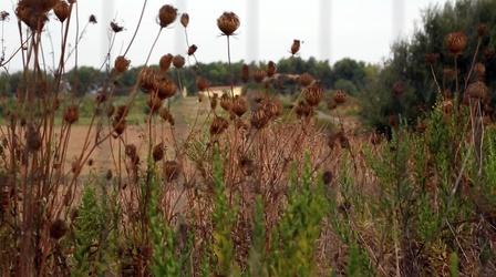 Video thumbnail: PBS NewsHour Is this farm helping migrants or just a field of schemes?