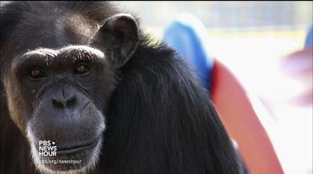 Video thumbnail: PBS NewsHour Where seven chimps are living out their post-lab days