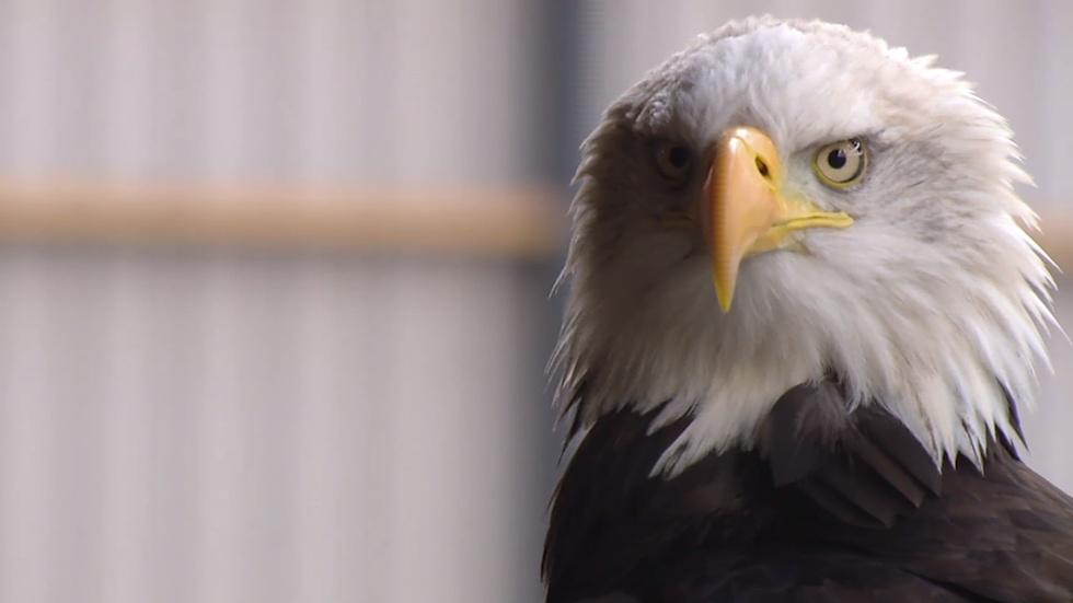 Dutch police use eagles to hunt illegal drones image