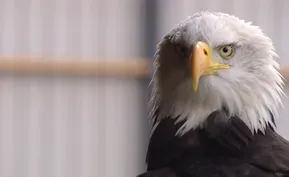 Dutch police use eagles to hunt illegal drones