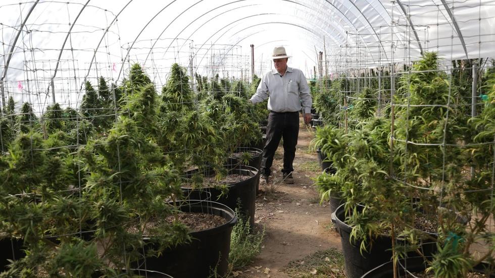 California will vote on legalizing recreational marijuana image