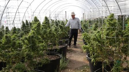 Video thumbnail: PBS NewsHour California will vote on legalizing recreational marijuana