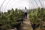 California will vote on legalizing recreational marijuana