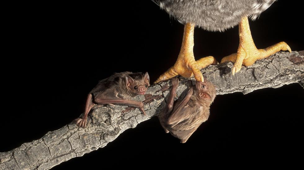 Debunking the myth of the vampire bat image