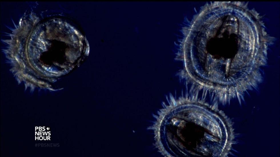 Floating robots act like marine larvae to solve a mystery image