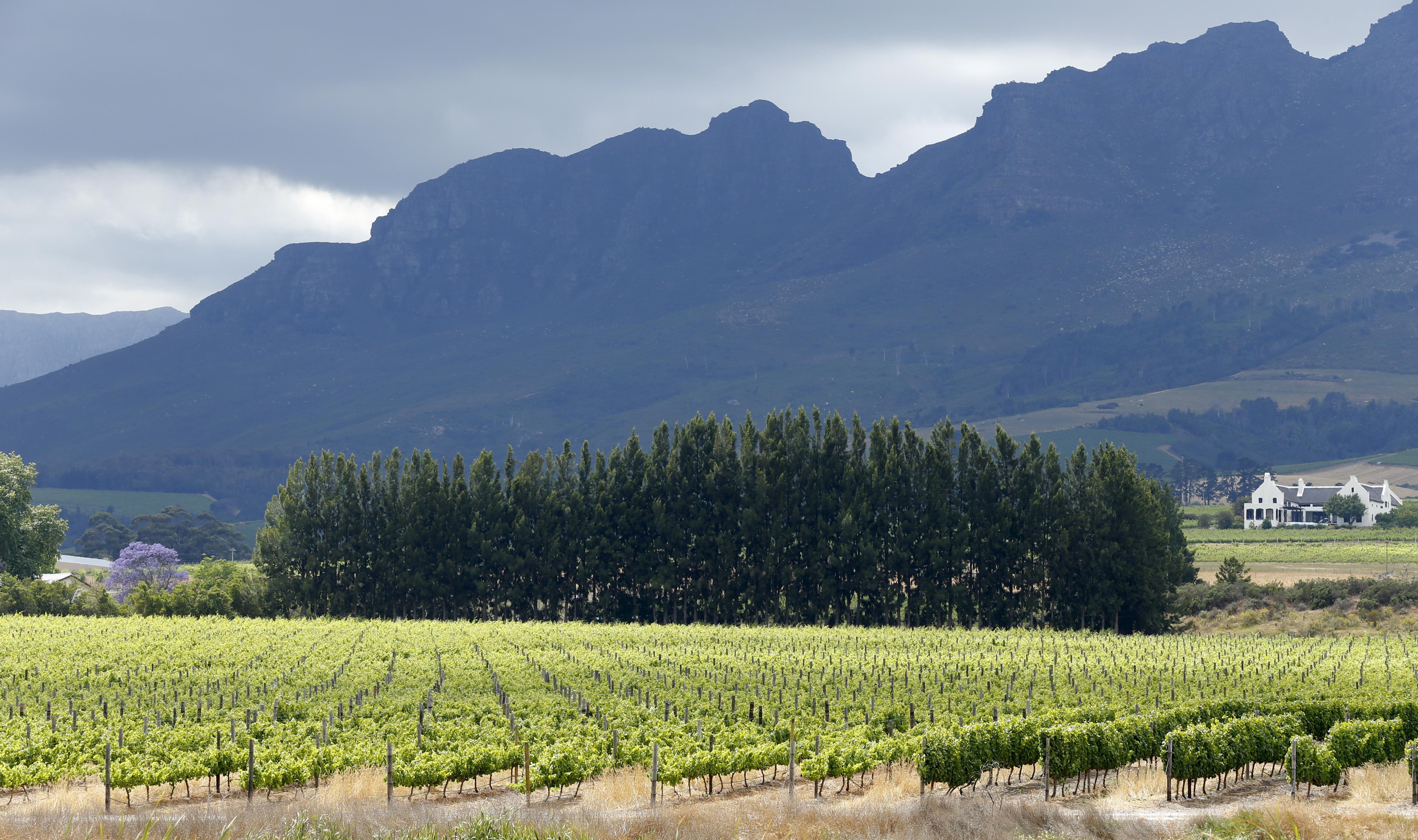 Cape Town’s urban vineyard could revitalize the city’s poor