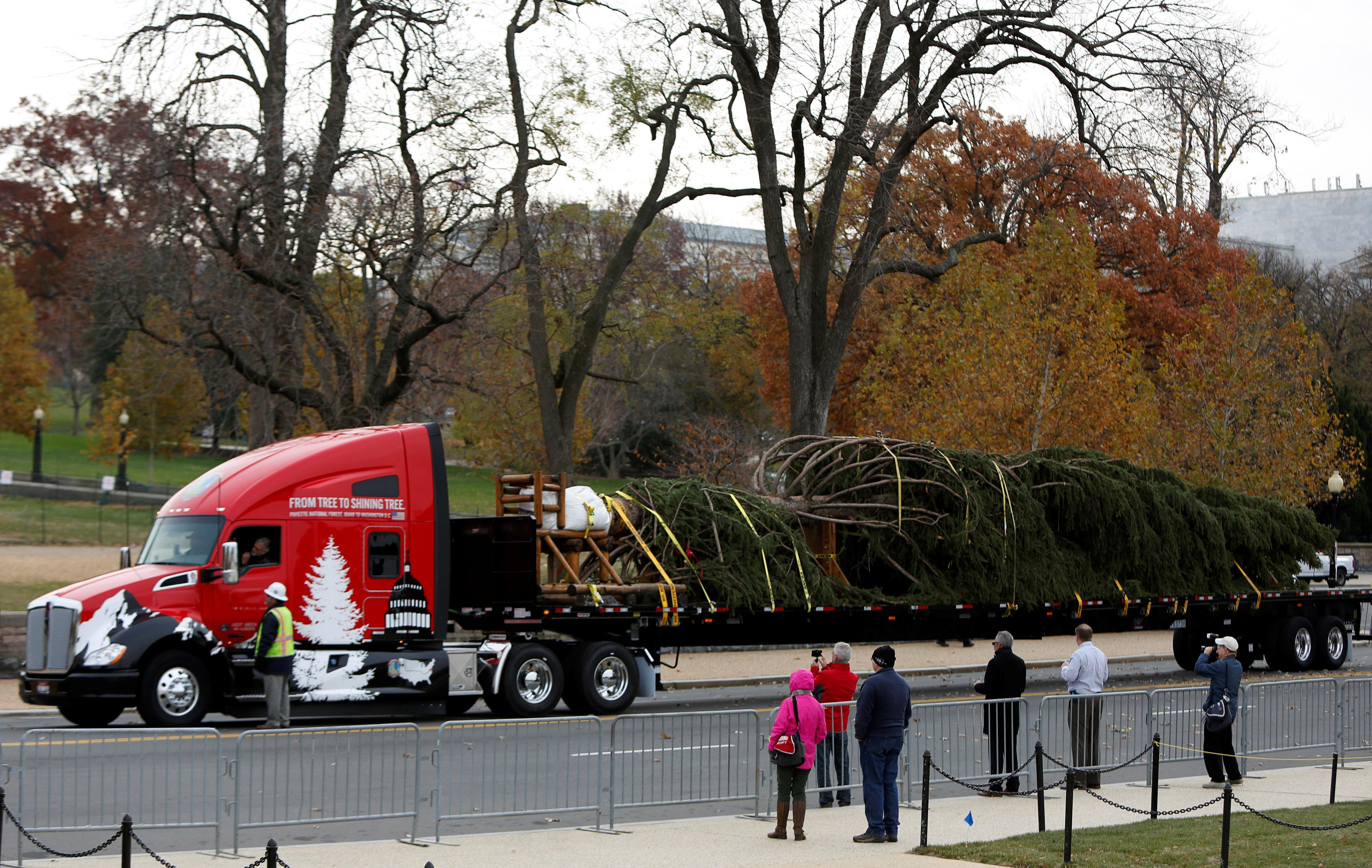 Finding a Christmas tree fit for the U.S. Capitol