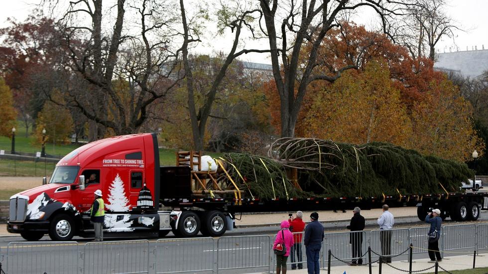 Finding a Christmas tree fit for the U.S. Capitol image