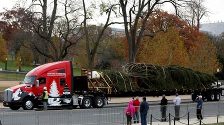 Video thumbnail: PBS NewsHour Finding a Christmas tree fit for the U.S. Capitol
