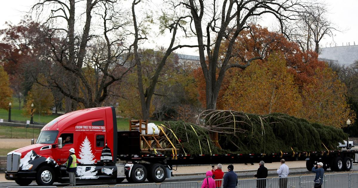 PBS NewsHour Finding a Christmas tree fit for the U.S. Capitol