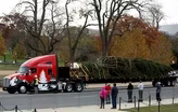 Finding a Christmas tree fit for the U.S. Capitol