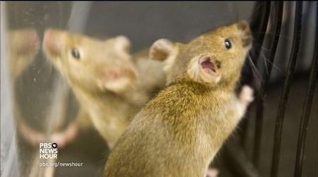 Video thumbnail: PBS NewsHour How gene editing puts us in the driver's seat of evolution