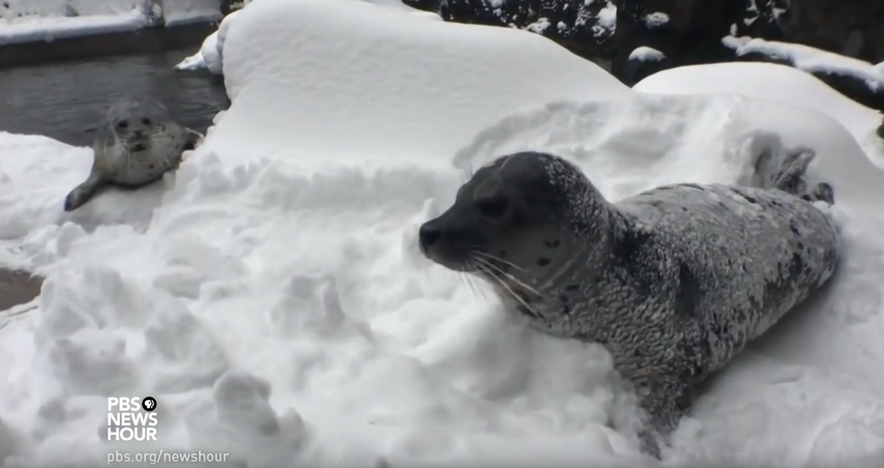What happens when the zoo has a snow day