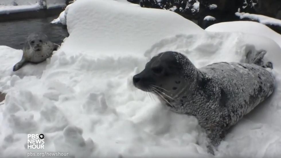 What happens when the zoo has a snow day image