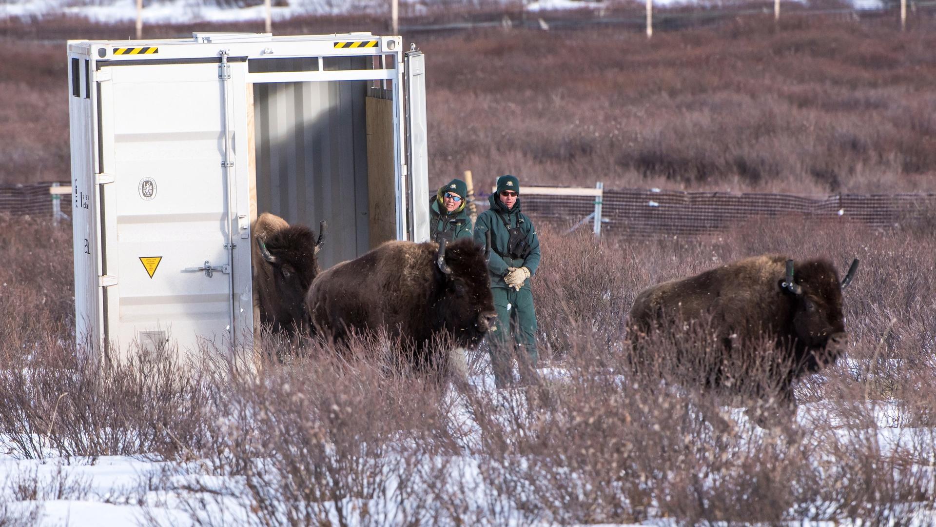 Men Bison Back Problem How scientists brought bison back to Banff | PBS NewsHour | THIRTEEN ...