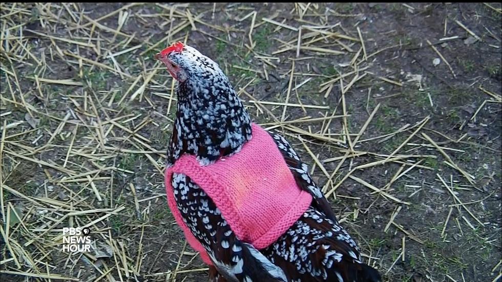 Frozen chicken? Not with these handknit sweaters image