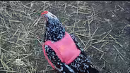 Frozen chicken? Not with these handknit sweaters