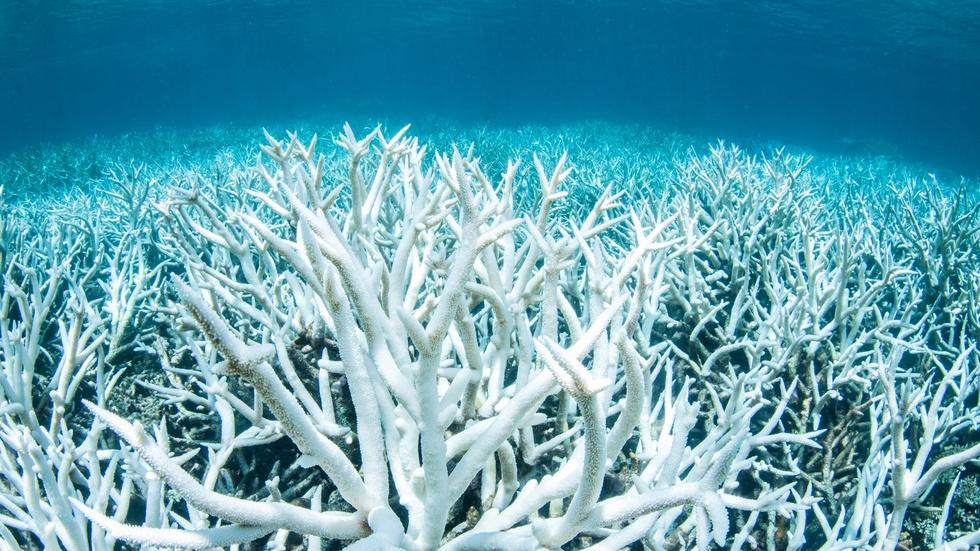 Climate change is killing the Great Barrier Reef image