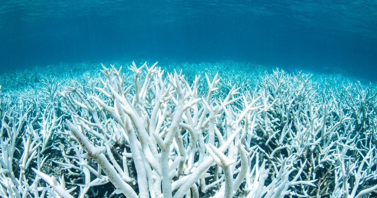 PBS NewsHour | Climate change is killing the Great Barrier Reef ...