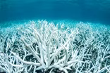 Climate change is killing the Great Barrier Reef