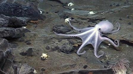 Video thumbnail: PBS NewsHour Under the Sea Near Antarctica, 'a Riot of Life'...