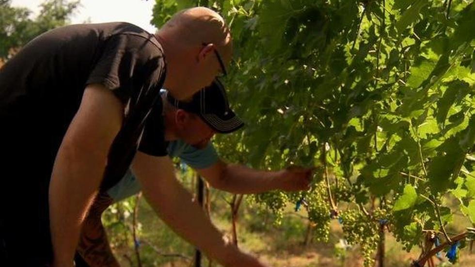 Training Students for Jobs in Washington's Wine Industry image