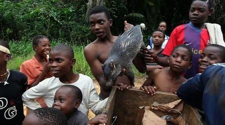 Video thumbnail: PBS NewsHour Virus Hunter Tracks New and Deadly Pathogens Around the...